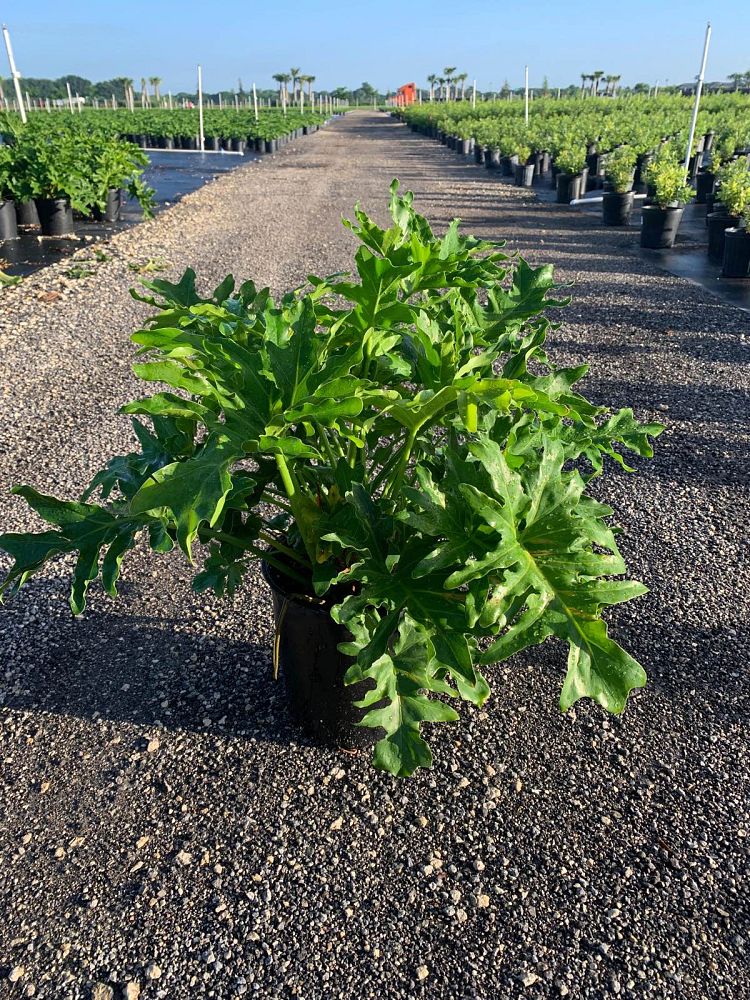 philodendron-selloum-selloum