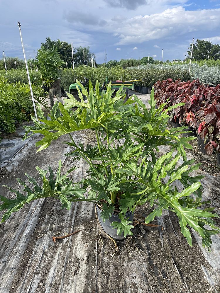 philodendron-selloum-selloum