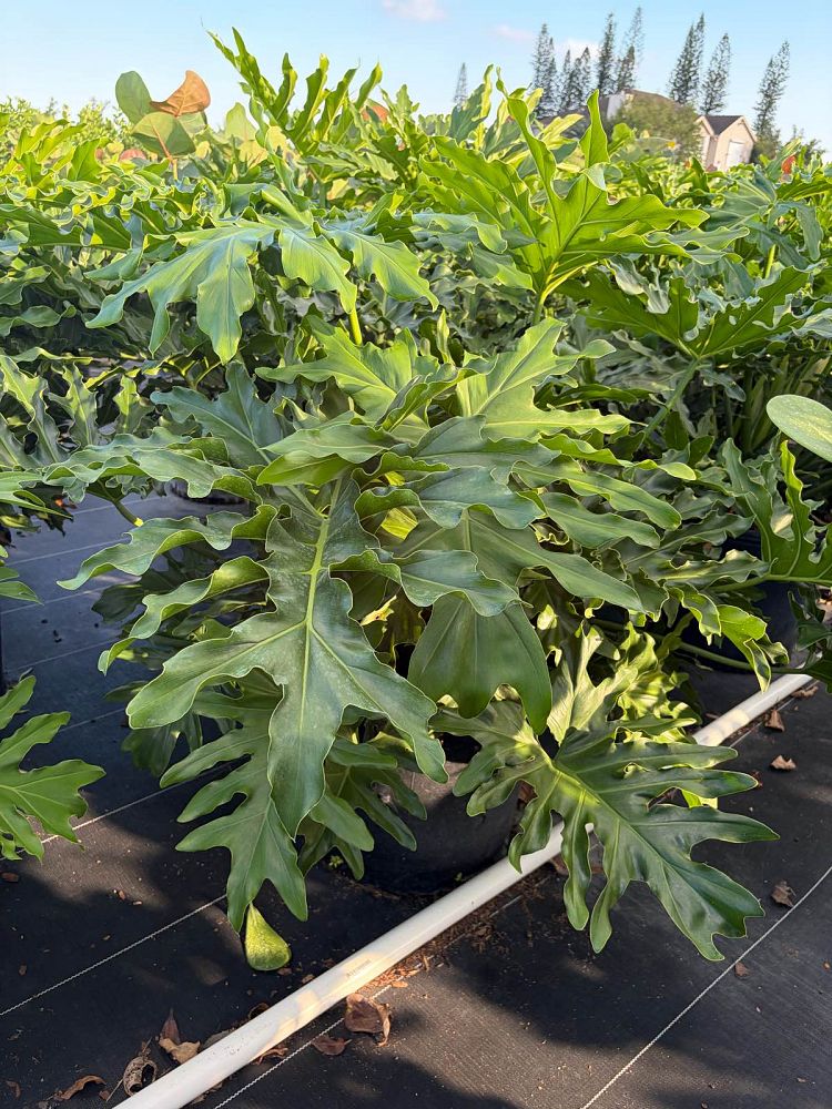 philodendron-selloum-selloum