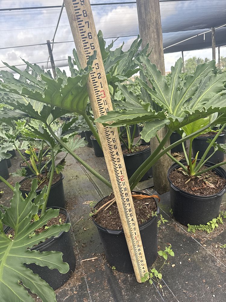 philodendron-selloum-selloum