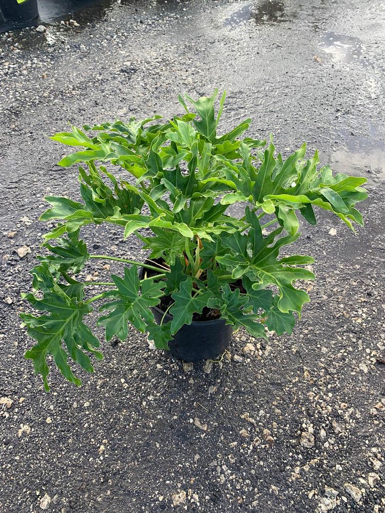 philodendron-selloum-selloum