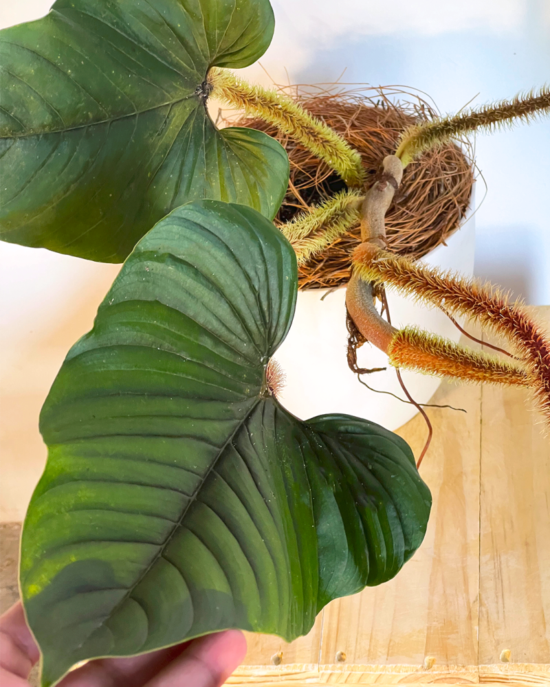 philodendron-serpens