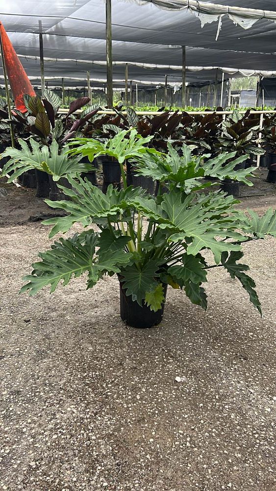 philodendron-shangrila