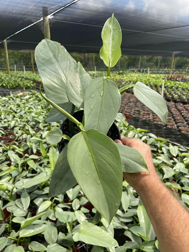 philodendron-silver-sword