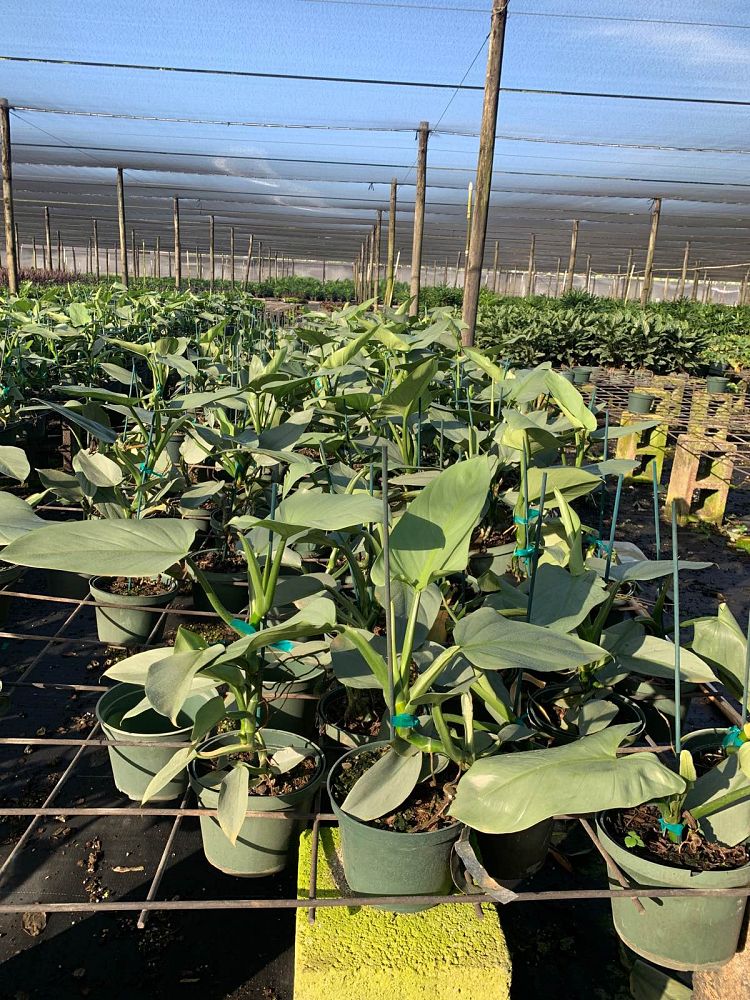 philodendron-silver-sword