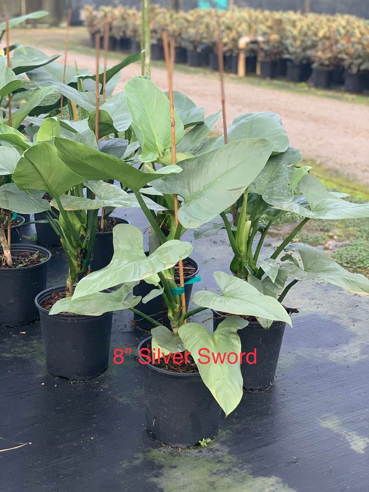philodendron-silver-sword