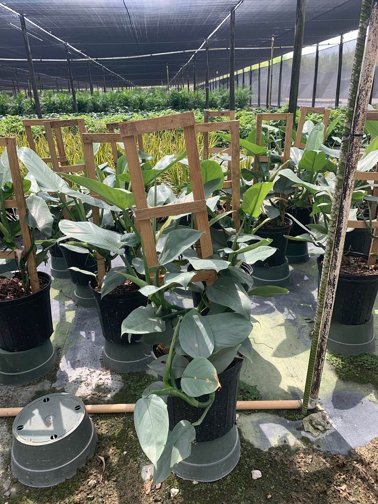 philodendron-silver-sword