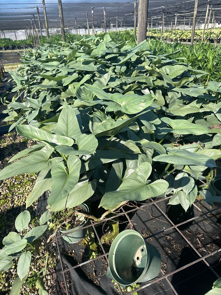 philodendron-silver-sword