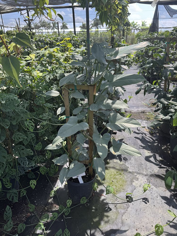 philodendron-silver-sword