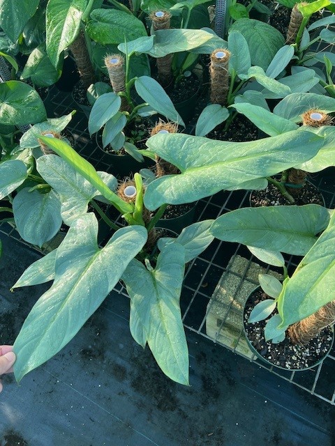 philodendron-silver-sword