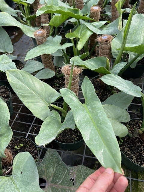 philodendron-silver-sword