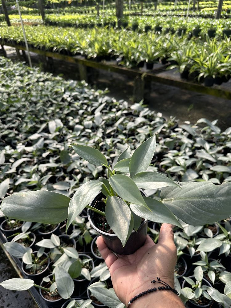 philodendron-silver-sword