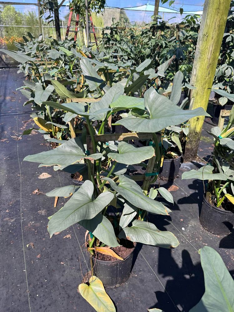 philodendron-silver-sword