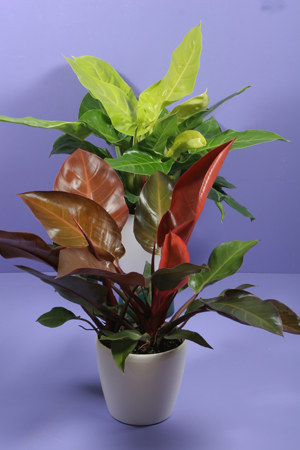 philodendron