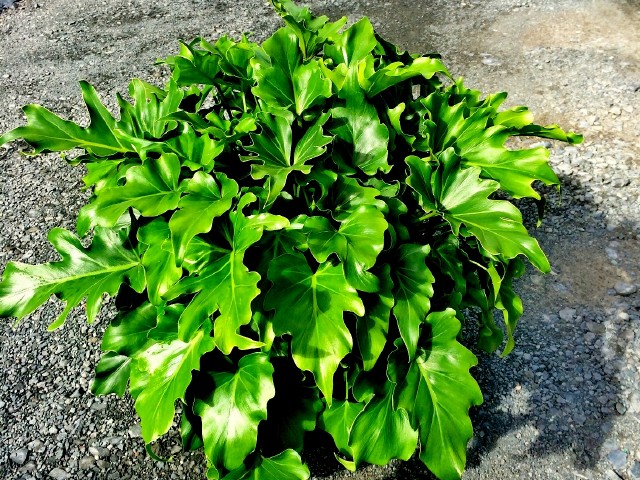 philodendron