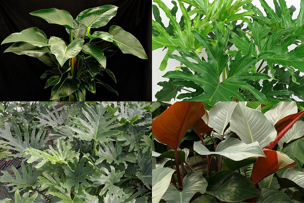 philodendron