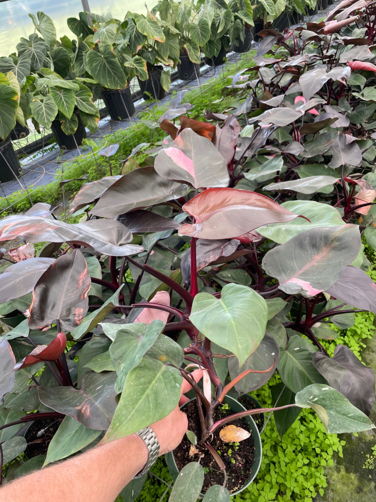 philodendron