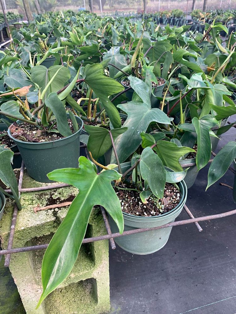 philodendron
