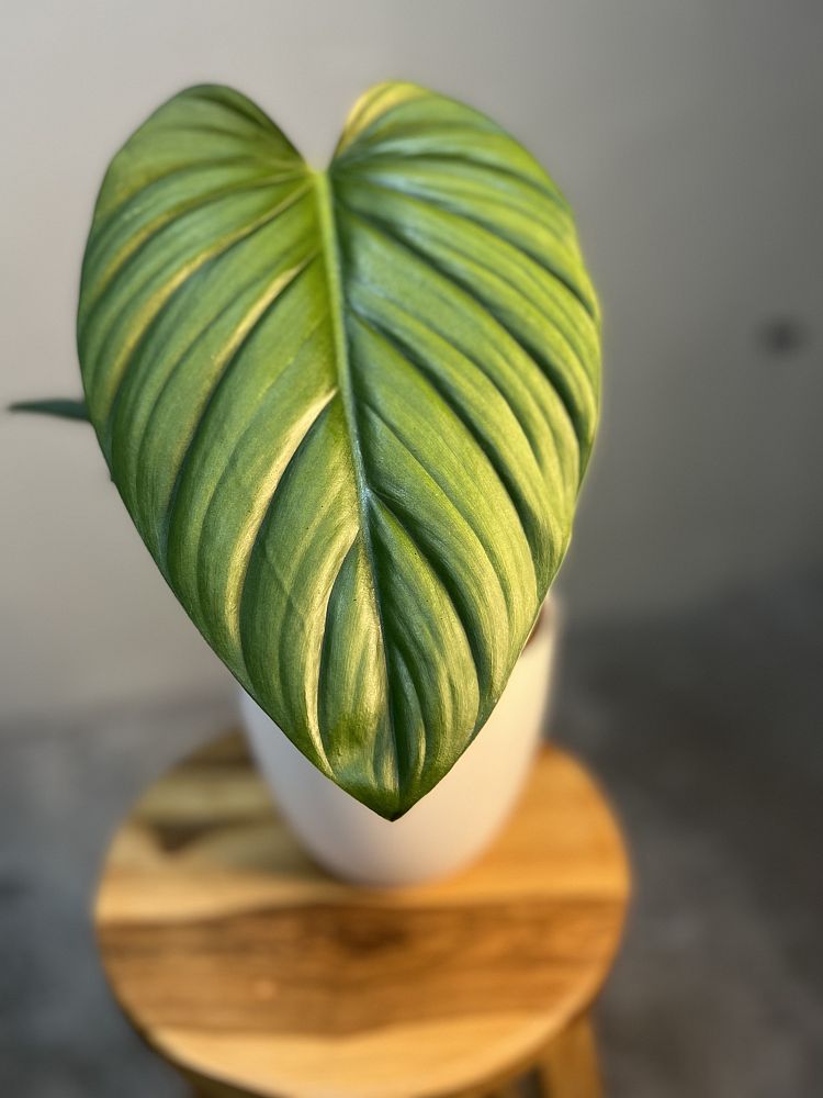 philodendron