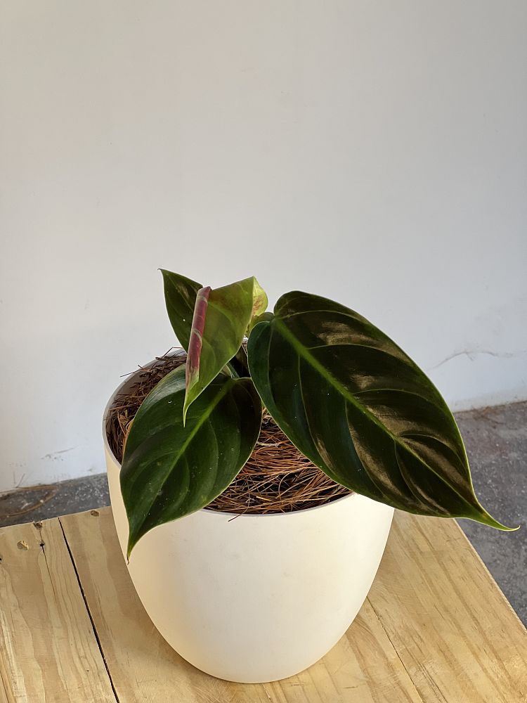 philodendron