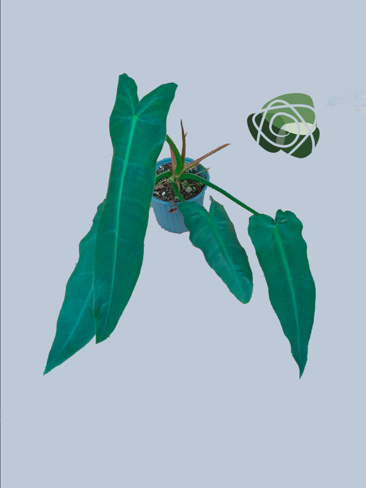 philodendron
