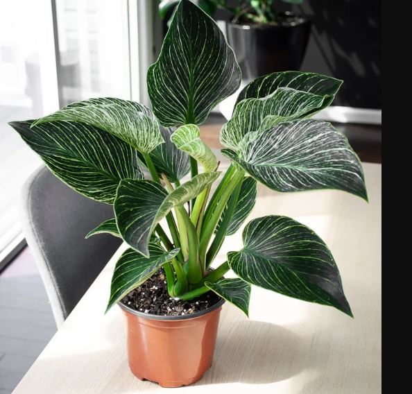 philodendron