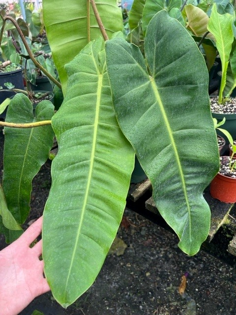 philodendron