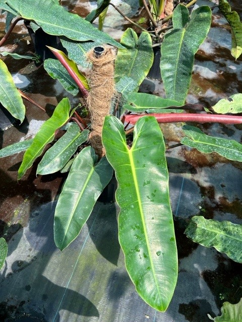 philodendron