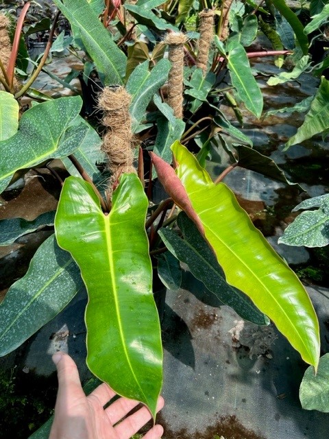 philodendron