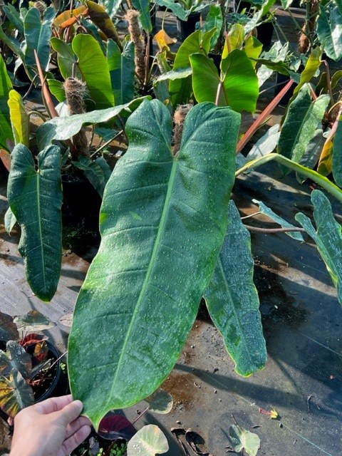 philodendron