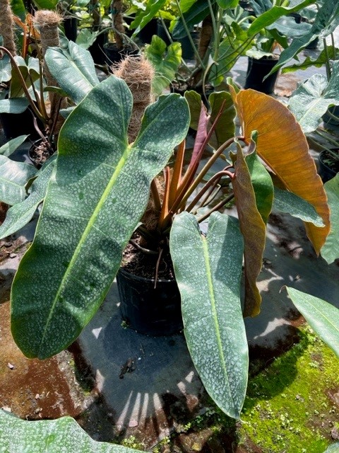 philodendron
