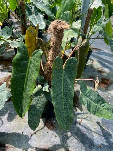 philodendron