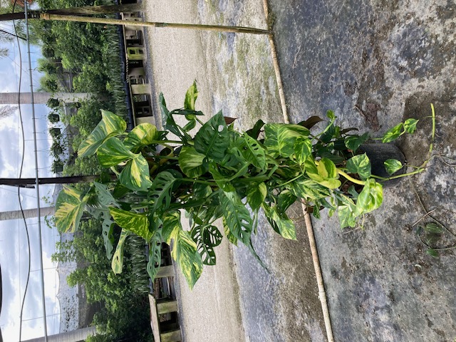 philodendron