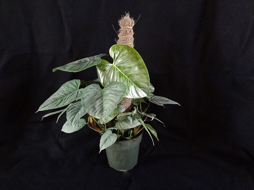 philodendron-sodiroi