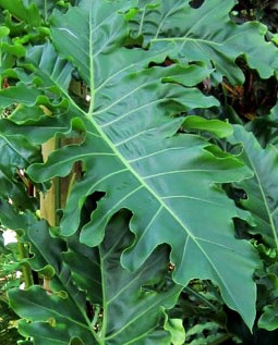 philodendron-soledad