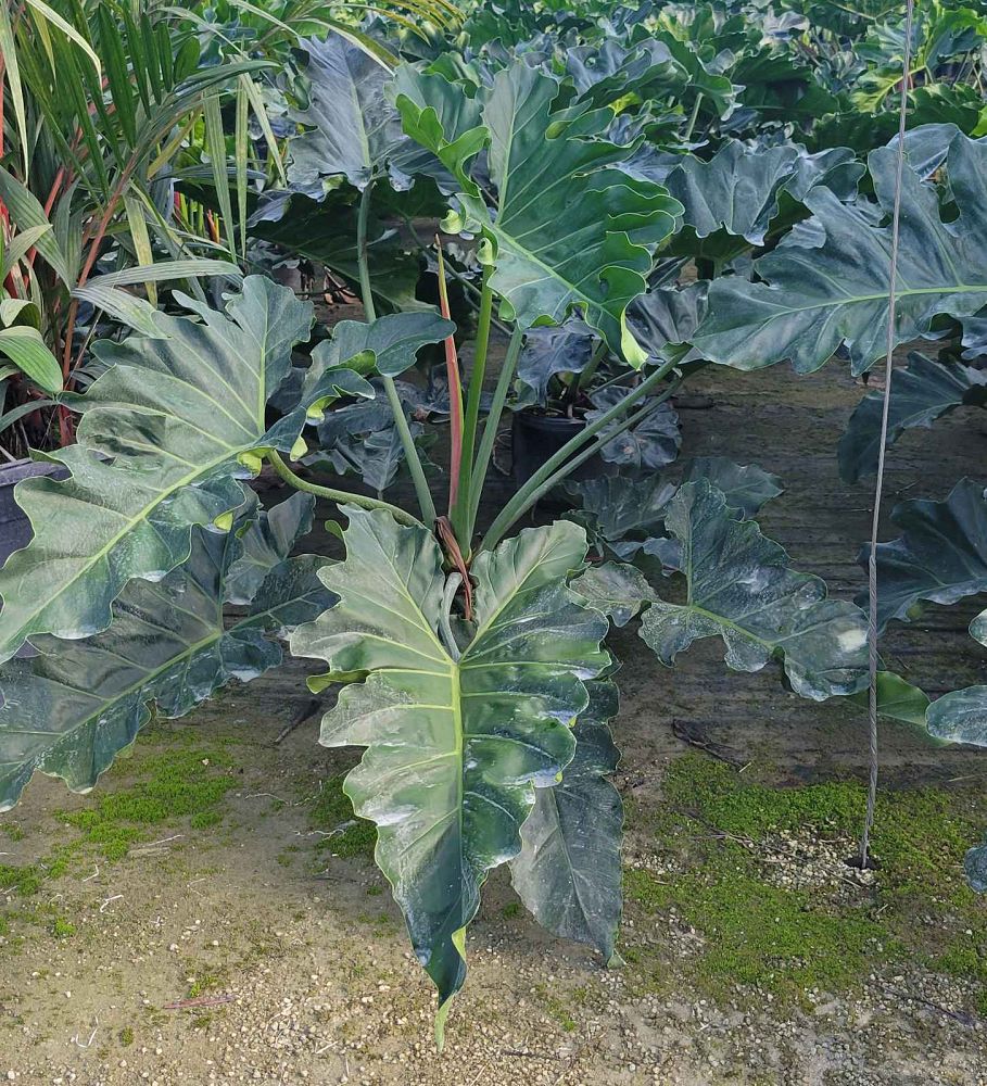 philodendron-speciosum