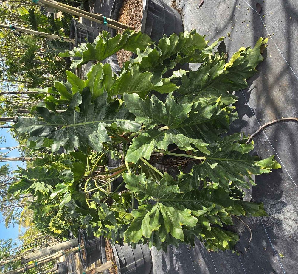 philodendron-speciosum