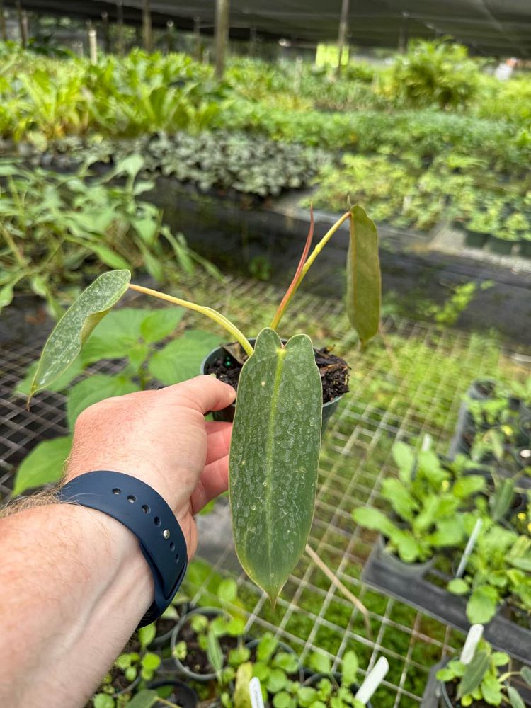 philodendron-spiritus-sancti