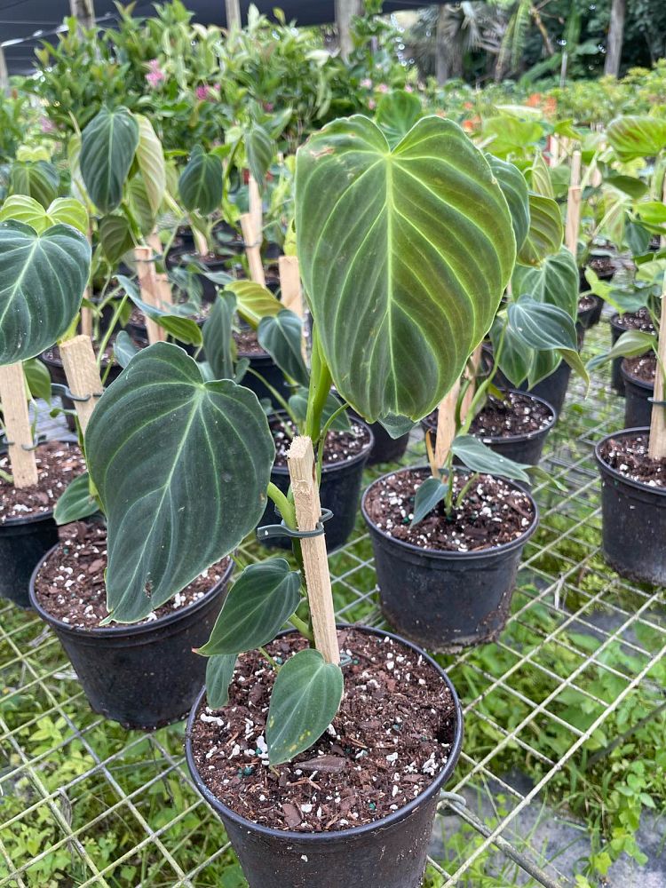 philodendron-splendid