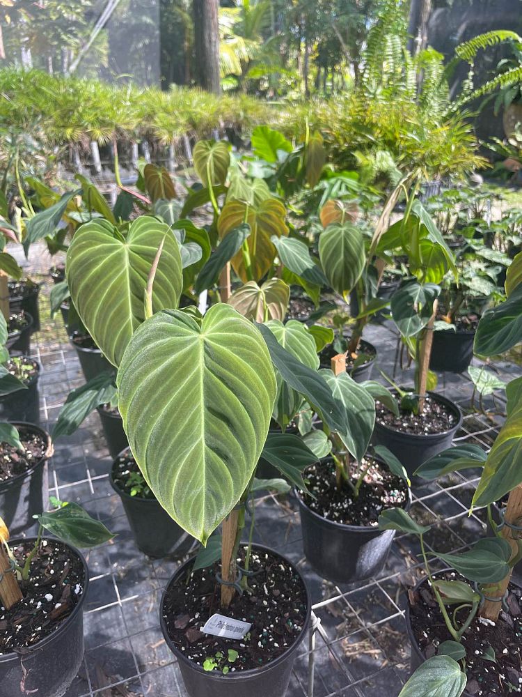 philodendron-splendid