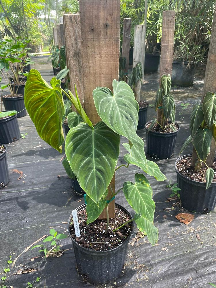 philodendron-splendid
