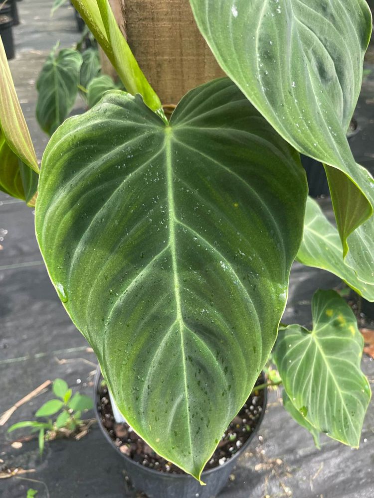 philodendron-splendid