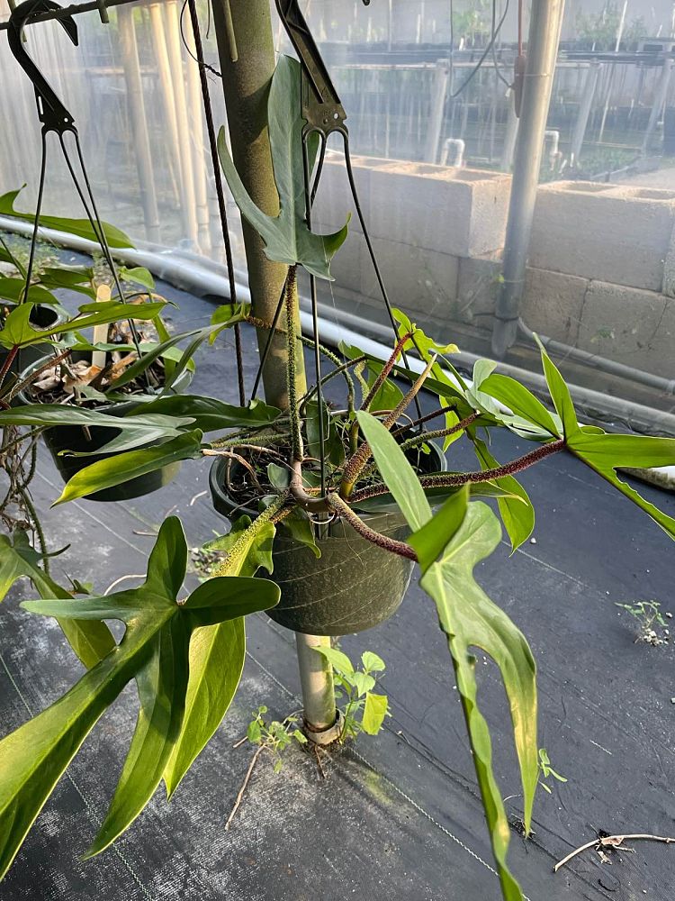 philodendron-squamiferum