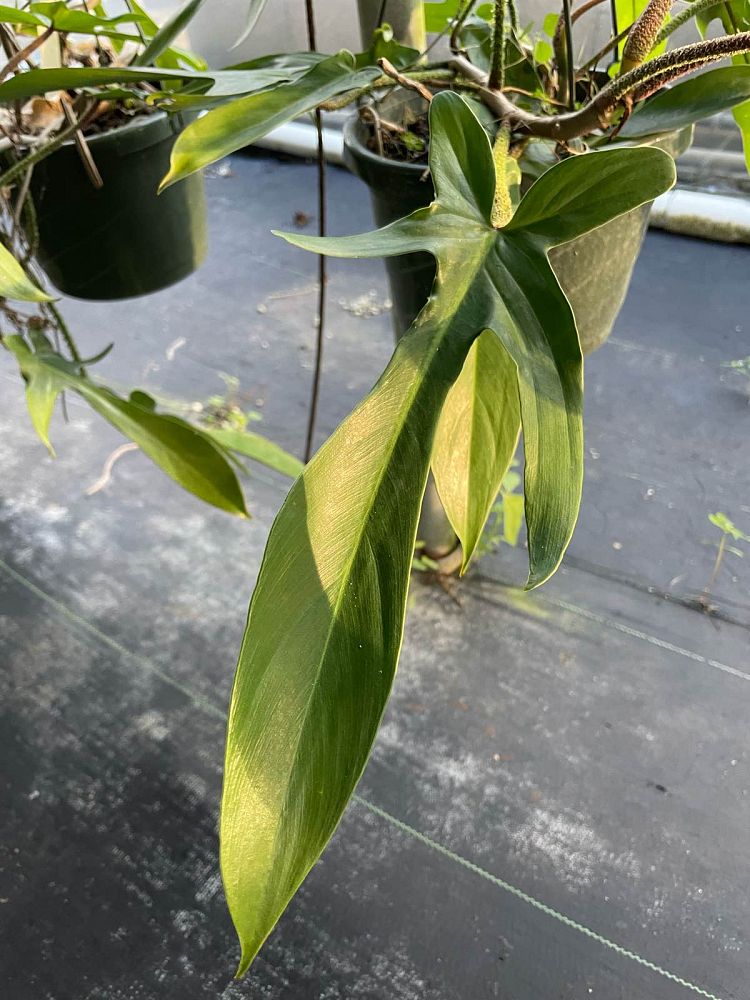 philodendron-squamiferum