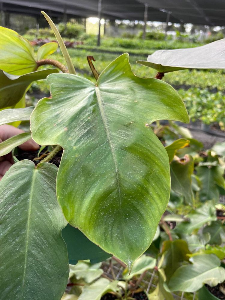 philodendron-squamiferum