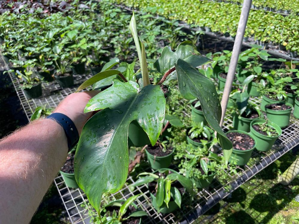 philodendron-squamiferum