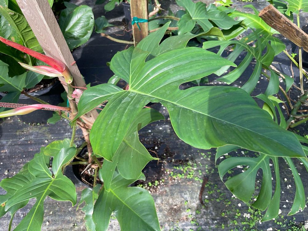 philodendron-squamiferum