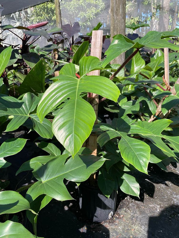 philodendron-squamiferum