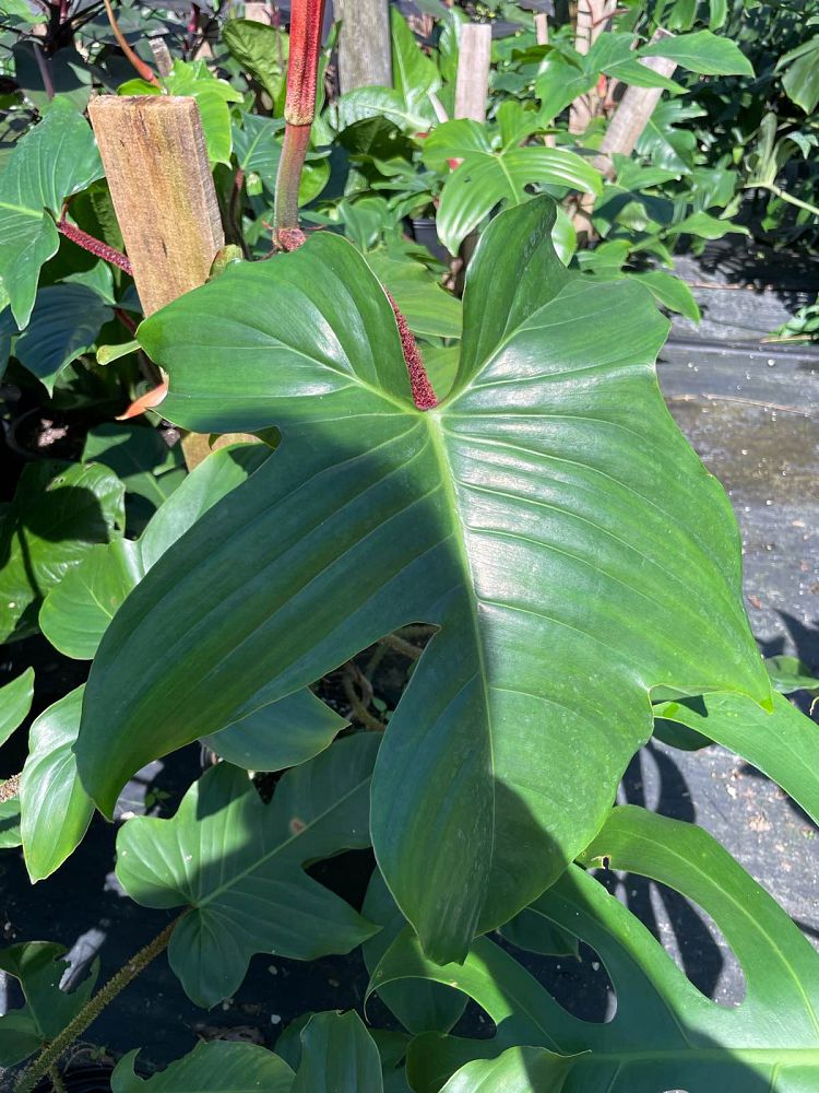 philodendron-squamiferum