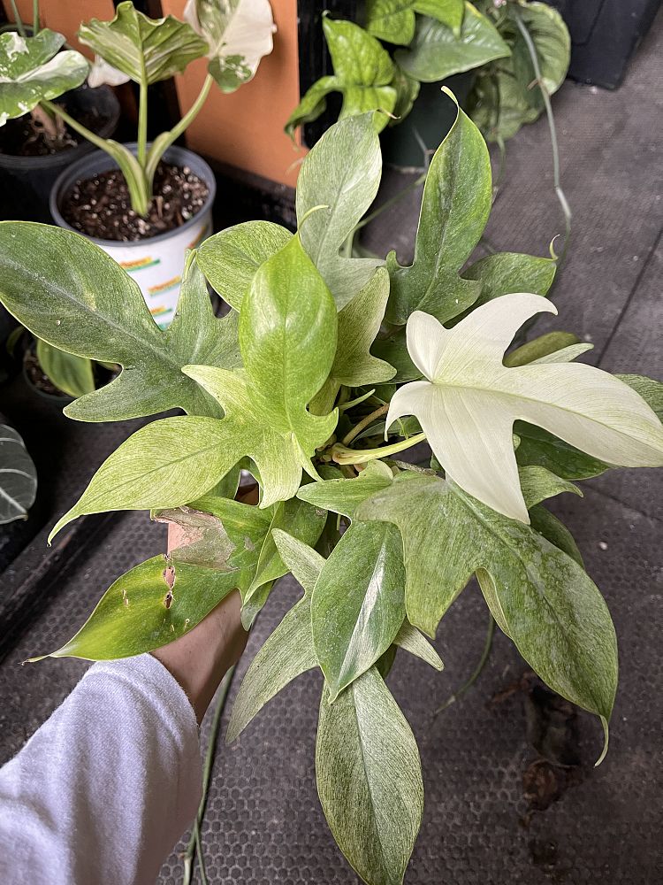 philodendron-squamiferum-x-pedatum-florida-ghost-philodendron-florida-ghost